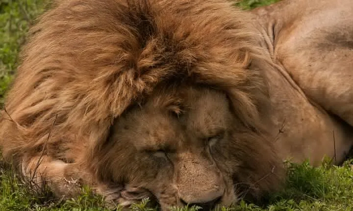 Private 6-Day Safari Tour in the Parks of Northern Tanzania