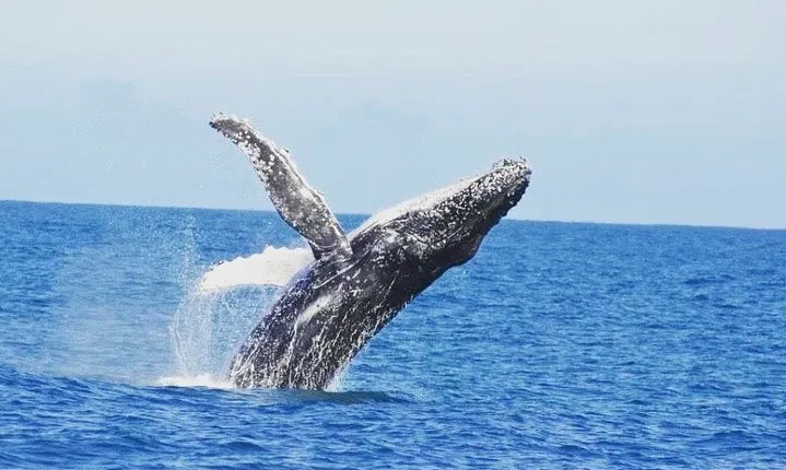 Kalbarri Whale Watching Tour Guided