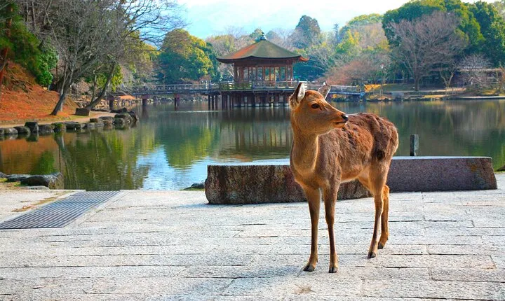 Nara Park, Osaka & Kobe Full Day tour from Kyoto