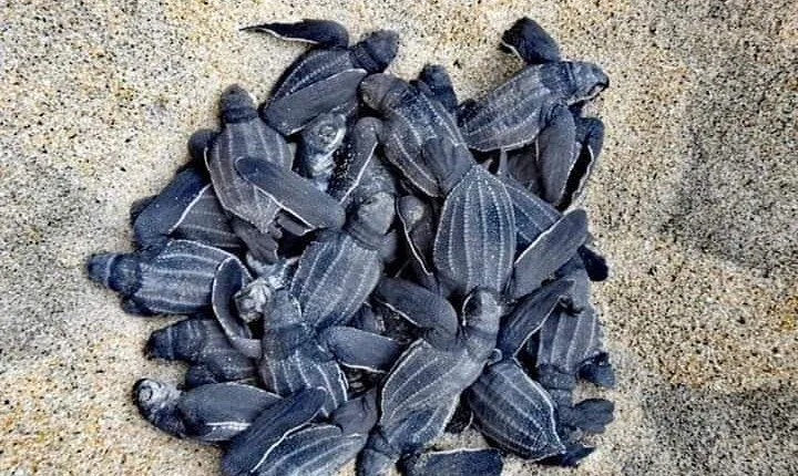 From Huatulco: Turtle Release & Bioluminescence