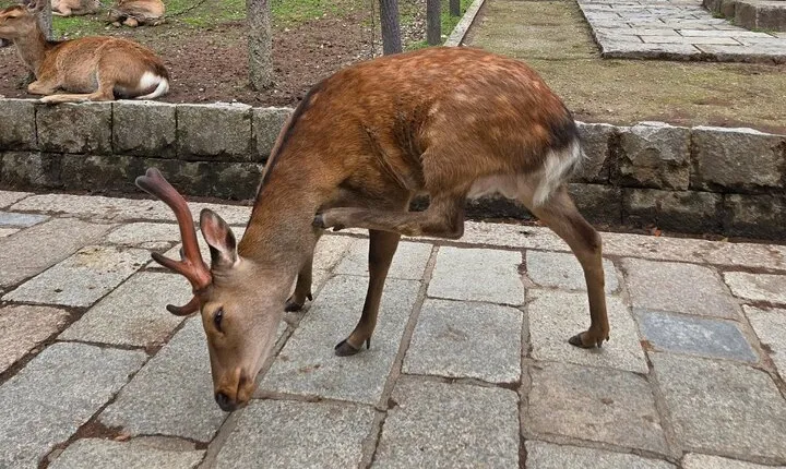 Kyoto to Nara Day Trip 6 Hour Private Tour with Deer and Temples