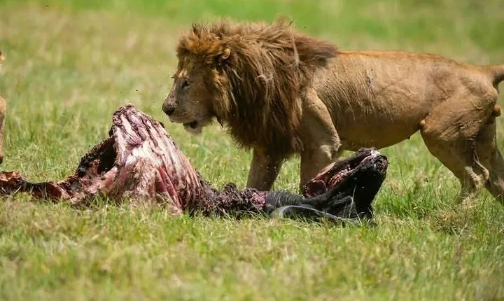 Make Booking for your safari from Budget, Mid-range and Luxury