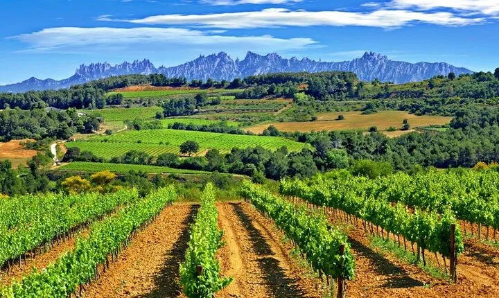 From Barcelona: El Penedès Hike & Wines
