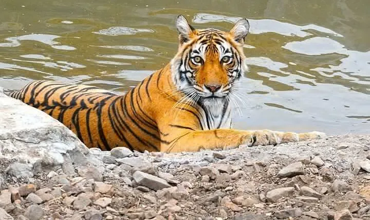 05 Days Golden Triangle Tour with Ranthambore Jungle Safari