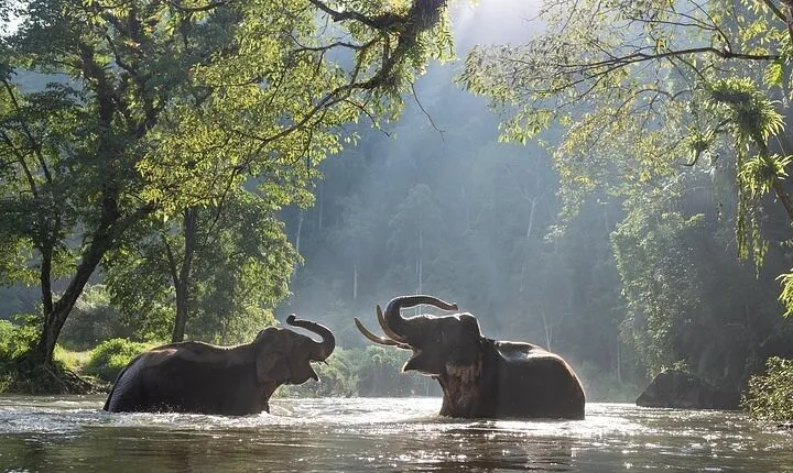 Batu Caves & Kuala Gandah Elephant Sanctuary Full-Day Tour