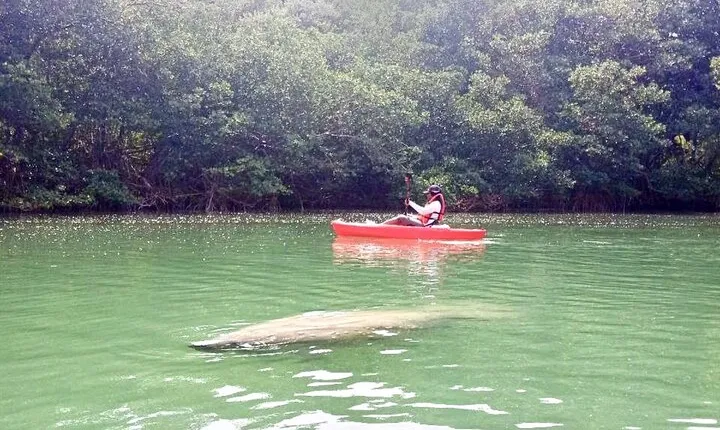 Manatee Season Guided Paddle Tour from Virginia Key
