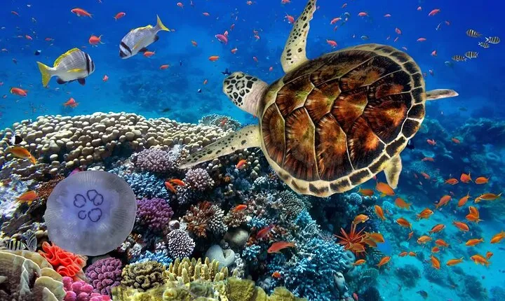 Marsa Alam Diving Expedition