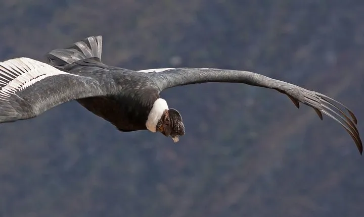 4 Days Arequipa and Colca Canyon from Arequipa