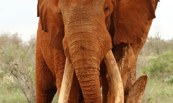 4 Days Safari Amboseli, Tsavo West and Tsavo East