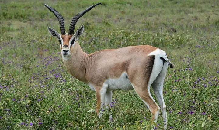 7-Day Camping Safari in Tanzania's Iconic National Parks