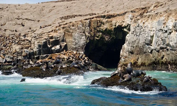 Lima: Palomino Islands, swim with sea lions in the Pacific Ocean