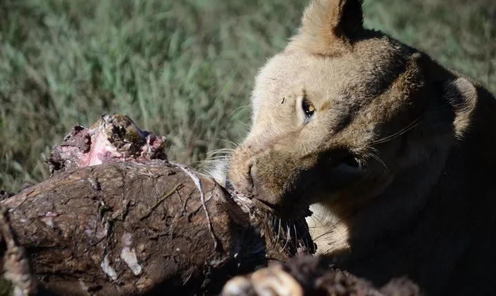 5 Days Tarangire ,Serengeti.Ngorongoro and Lake manyara