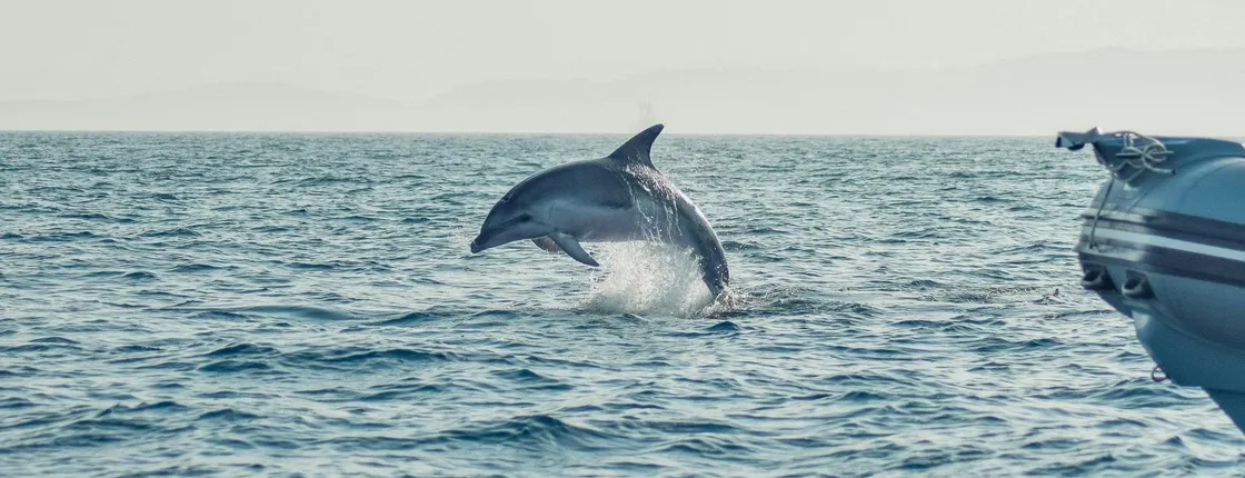 Dolphin-watching from Golfo Aranci