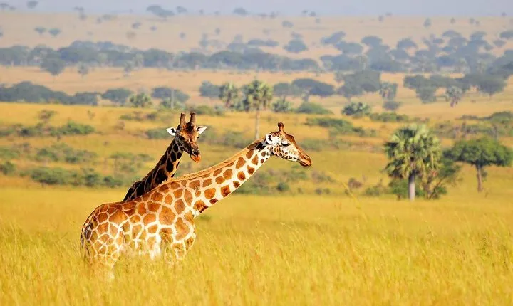 2 Day - Murchison Falls National Park Big 5 Safari