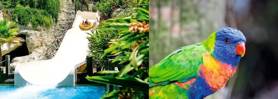 Twin ticket to Loro Parque and Siam Park