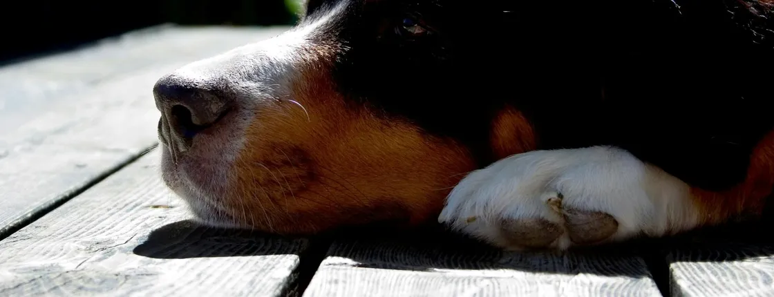 Taste Greece & Make a Dog's Day