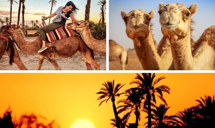 Marrakech Palmeraie: Camel Ride at Sunset