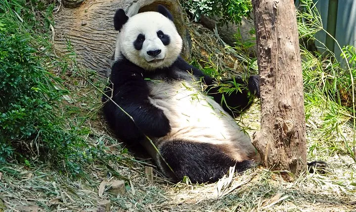 Malaysia National Zoo (Zoo Negara) with Giant Panda Viewing