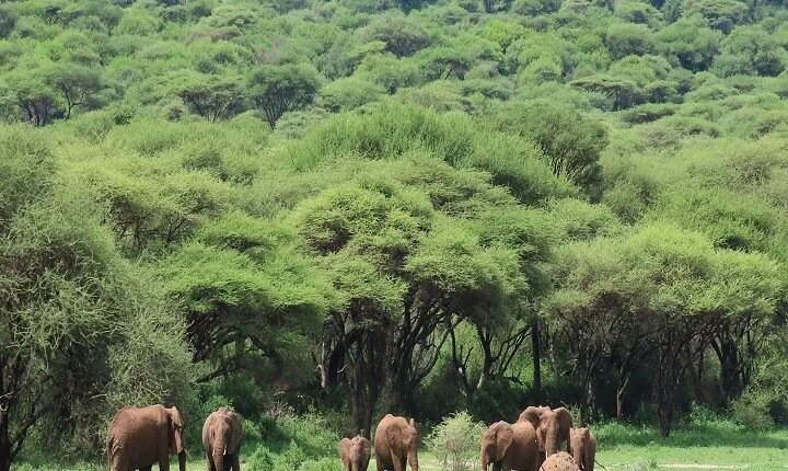 5-Days Tanzania Joining Group Safari : Best Price 2024/2025