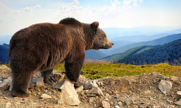 Bear Sanctuary and Bran Castle with a Professional Licensed Guide—Day Trip
