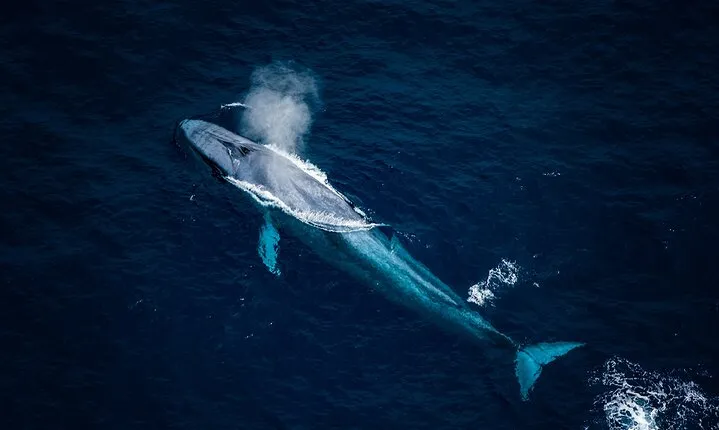 Kaikoura Whale Watching - 45 Minute Ocean Safari