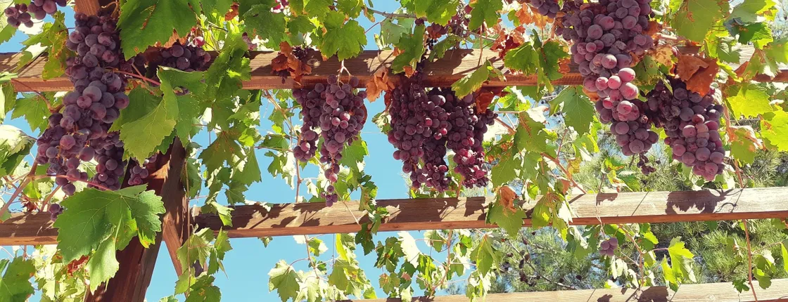 Troodos mountain villages and wineries tour with tasting