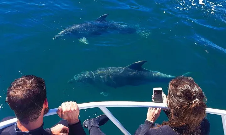 2 hour Dolphin Viewing Eco-Tour from Picton