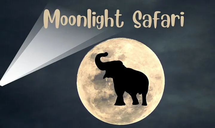 Stargazing and Moonlight Experience