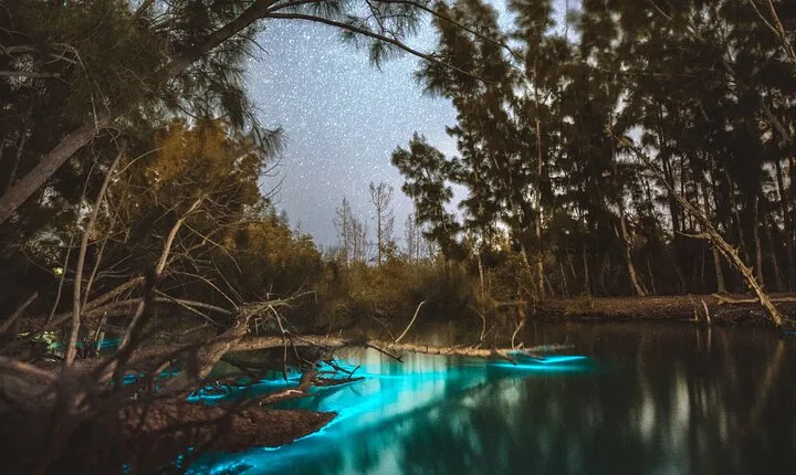 Bioluminescent Clear Kayak Tours in Titusville