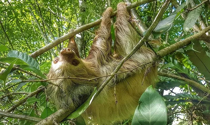 Sloths Watching Tour through Sloth's Territory
