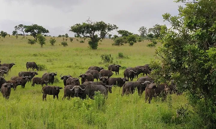 2 Days Saadani National Park From Zanzibar