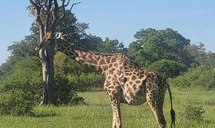 Full Day Chobe National Park and River Experience