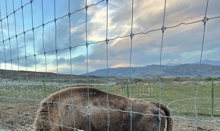 Shamakhi Safari Park and Lahij Tour
