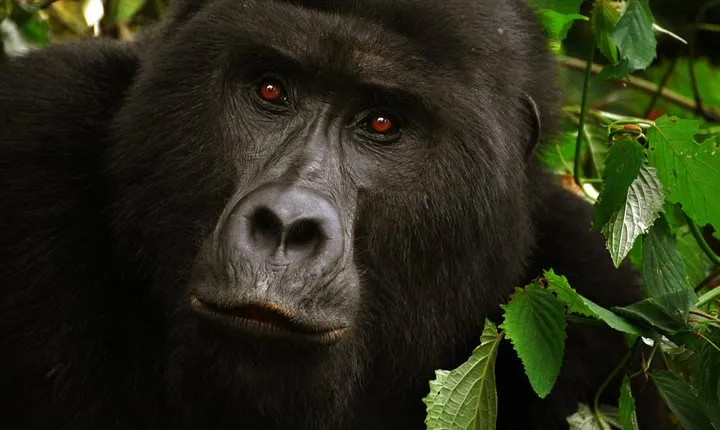 4-Day Bwindi Gorillas and Lake Bunyonyi Trekking Tour