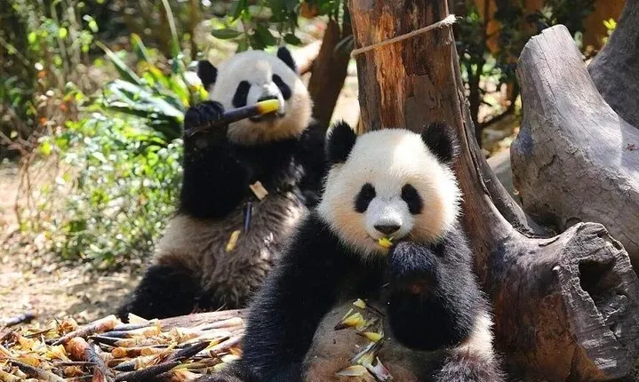 Private Chengdu Panda Base and Sichuan Cuisine Museum Day Tour