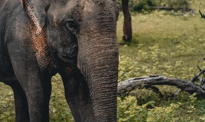 Wildlife of Sri Lanka (10 Days)