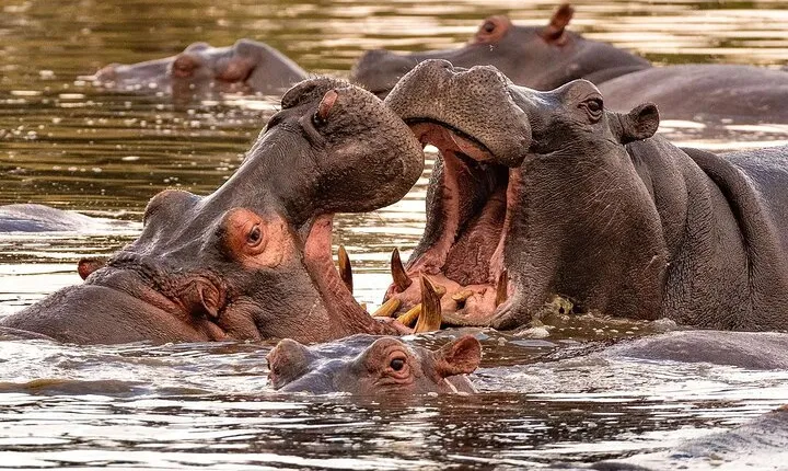 5 Day Tanzania Safari Camping Adventure Private Tour