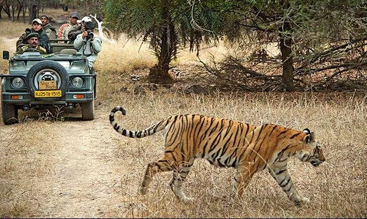 Private 3-Day Ranthambhore Tiger Tour from Agra ending in Jaipur