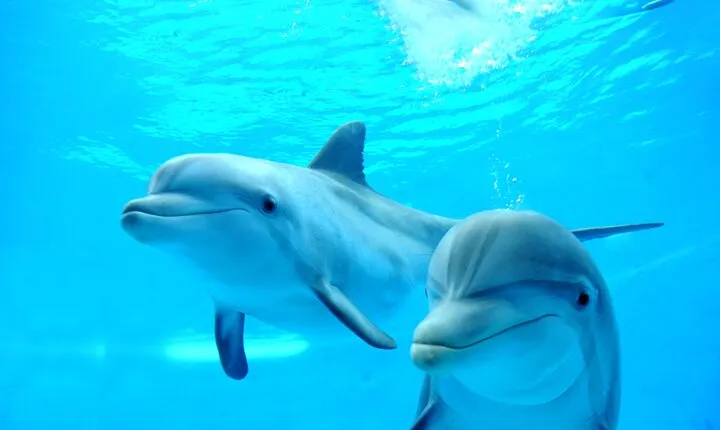 Dolphin House & 2 stops Snorkeling Ultimate Adventure - Hurghada