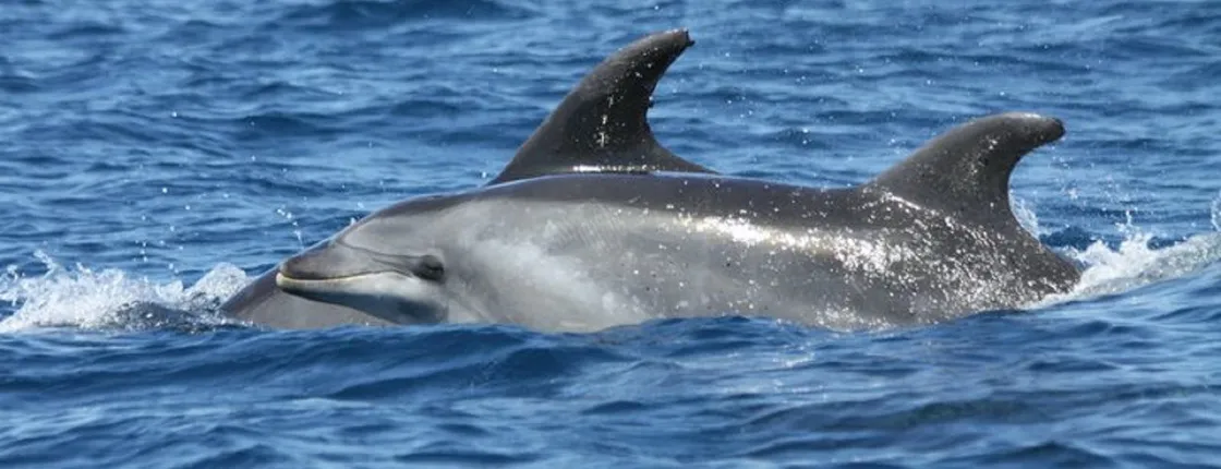 Dolphins and Caves Cruise Tour in Albufeira