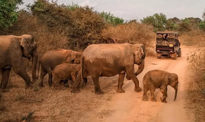 Udawalawe Safari & Waulpane Caving day tour from Colombo