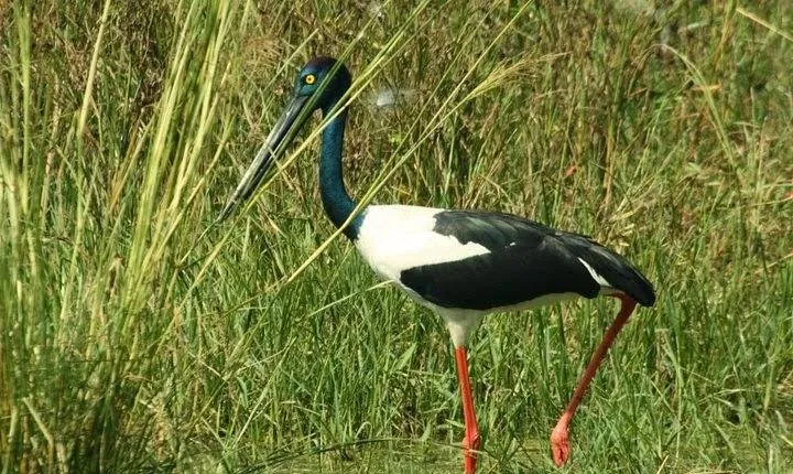 Day Trip to Bird Sanctuary Bharatpur from Agra