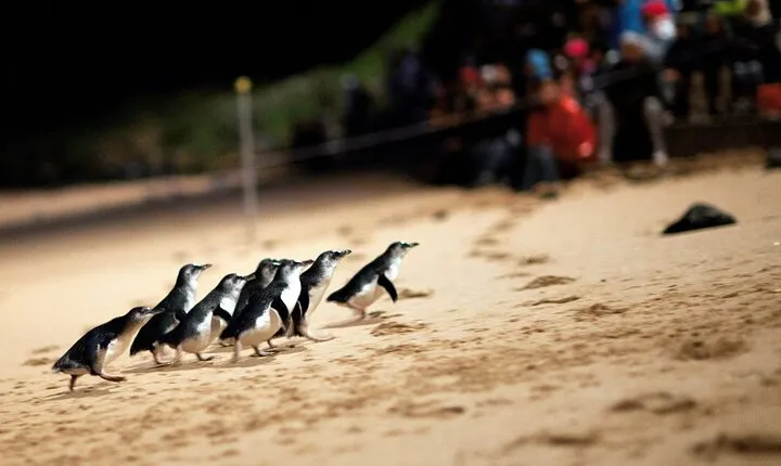 Penguin Parade, & Wildlife Encounters Eco Tour from Melbourne