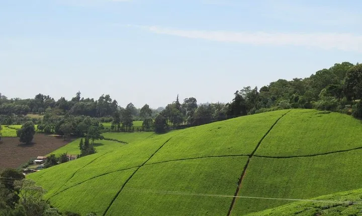 Enthralling Kiambethu Tea Farm in Limuru