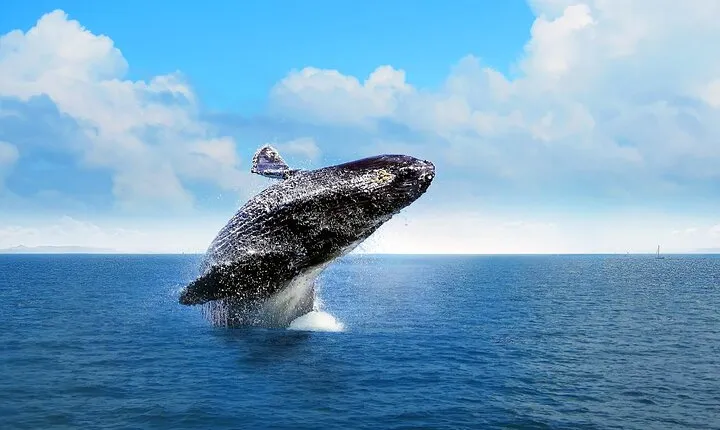 Full Day Humpback Whale Watching Tour in Samana from Uvero Alto