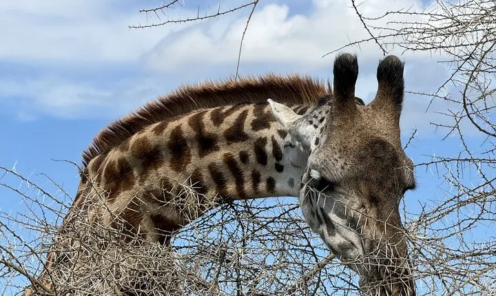 Tanzania 7-Day All-Inclusive Wildlife Safari