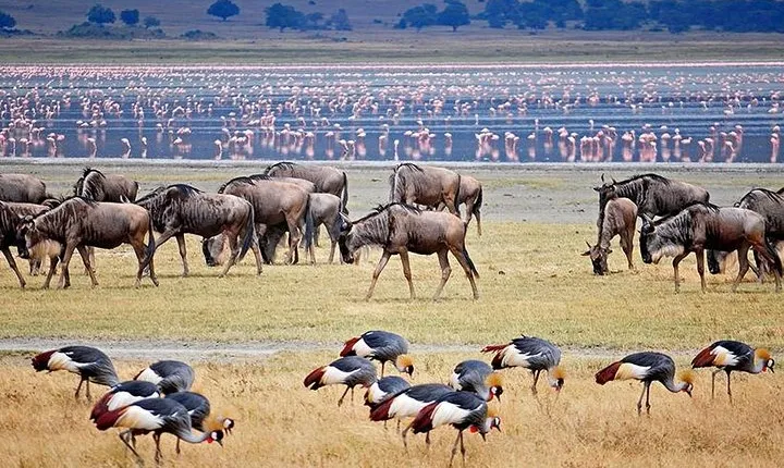 Ngorogoro Crater Tarangire And Lake Manyara Joining Group Safari