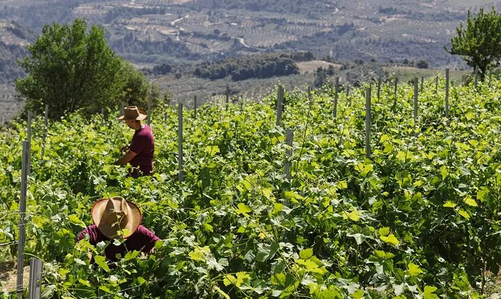 The Best Winery & Tasting Tour in Nemea.Enjoy a unique all day wine tasting tour