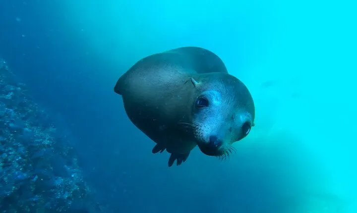 Espiritu Santo Island and sea lions