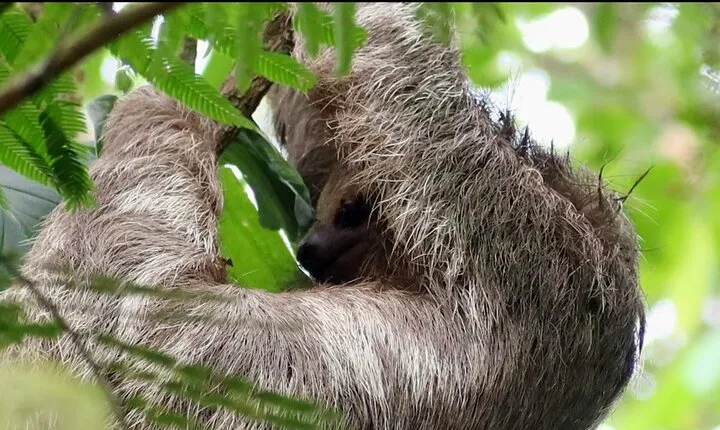 Sloth Watching Trail in La Fortuna Guided Tour